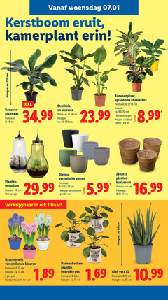  kamerplanten hyacinten bloempotten 3 12 17 19 24 30 40 65 woensdag kerstboom eruit kamerplant hoogte ca. cm bananen plant xxl potmaat strelitzia alocasia aglaonema calathea 60 varieeren planten lampje keramische potten naturel pot filiaal 5.99 zeegras stuks live love share play laugh fight am cherish kleuren tuin pannenkoeken bedrukte 06 dream vera xl 