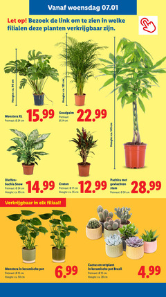  cactus vetplant kamerplanten pachira 12 13 17 24 28 50 55 90 hoogte ca. cm monstera xl potmaat goudpalm snow filiaal croton gevlochten stam keramische pot brasil woensdag let bezoek link welke planten 