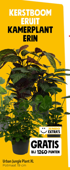  kamerplanten 19 kerstboom eruit kamerplant jumbo punten urban jungle plant xl potmaat cm 