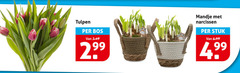  tulpen narcissen bos mandje stuk 