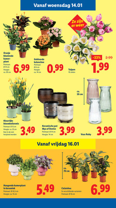 klik op dit plaatje voor een vergroting en voor vergelijkbare aanbiedingen gerelateerd aan
10 14 15 16 20 25 50 woensdag weer oranje bloeiende kamer plant potmaat cm hoogte ca. gekleurde kalanchoe 06 tulpen stelen bloembollenmix tuin keramische pot denise 3.99 vrijdag hangende kamerplant keramiek 5 vaas ruby 10 14 15 16 20 25 50 woensdag weer oranje bloeiende kamer plant potmaat cm hoogte ca. gekleurde kalanchoe 06 tulpen stelen bloembollenmix tuin keramische pot denise 3.99 vrijdag hangende kamerplant keramiek 5 vaas ruby