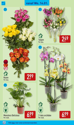  orchidee rozen tulpen 2 12 17 bos cm monstera stuk klik 