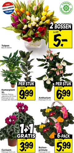  anthurium tulpen primula 1 2 6 7 8 9 14 hollandse telers dagen bos stelen bossen kamerplant xl japonica ficus potmaat cm hoogte stuk cyclaam 10 5 3.99 buiten pack 99 