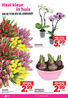  9 12 16 18 kleur huis januari orchidee potmaat cm stuk tulpen warme pastel mix bos stelen 3.99 voorjaars bollenmix beschikbaar 