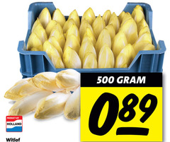  witlof 500 holland 