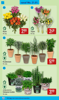  14 rozen bos tulpen cm kruidenstam stuk cucina rustica italiaanse kruiden lavendel rosmarin klik 