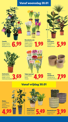  3 10 11 12 13 16 17 18 40 42 90 woensdag cm camelia potmaat hoogte ca. wintergroene struik bloembollen mix uitbloeien kamerplant onderhoudsvriendelijk tulpen kleuren stelen vrijdag rieten manden 14 hedera wintergroen trendy mand keramische pot 5.99 3.99 