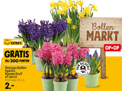  12 300 jumbo punten voorjaarsbollen hyacint blauwe druif narcis potmaat cm bollen markt fit nederland 