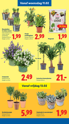  8 10 11 12 14 20 26 50 90 woensdag bloembollen zinken emmer narcis crocus muscari hyacinten potmaat 5 cm hoogte ca. oranje ornithogalum potgrond premium pot grond binnen buitenplanten liter campanula exclusieve kamerplanten vrijdag 5.99 vetplantje 
