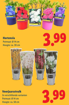  14 30 hortensia potmaat cm hoogte ca. 3.99 