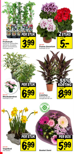  2 12 14 19 55 fruitstruik zwarte bes abrikoos kruisbes braam framboos potmaat cm stuk franse geranium stuks rhododendron 6 99 calathea hoogte dagen vogelbad bollen boeket demi bos 5 