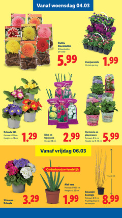 klik op dit plaatje voor een vergroting en voor vergelijkbare aanbiedingen gerelateerd aan
3 8 10 13 14 18 32 8x woensdag dahlia bloembollen zakje 5.99 voorjaarsmix stuks tray rosa hydrangea macrophylla primula xxl potmaat cm hoogte ca. klim trosrozen vrijdag hortensia pioenrozen onderhoudsvriendelijk kleuren vera 5 amandel boompje bloei voorjaar 3 8 10 13 14 18 32 8x woensdag dahlia bloembollen zakje 5.99 voorjaarsmix stuks tray rosa hydrangea macrophylla primula xxl potmaat cm hoogte ca. klim trosrozen vrijdag hortensia pioenrozen onderhoudsvriendelijk kleuren vera 5 amandel boompje bloei voorjaar