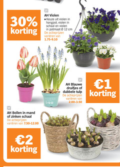  1 2 12 30 violen hangpot schaal potmaat cm varieeren bollen mand zinken muscari blue armeniacum blauwe druifjes dubbele tulp 