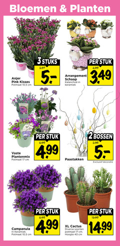  2 3 17 40 bloemen planten anjer pink kisses potmaat 10 5 cm stuks arrangement schaap keramiek stuk vaste plantenmix paastakken bossen decoratie campanula xl cactus soorten hoogte 