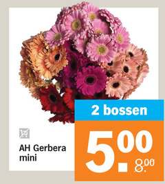  gerbera 2 500 mini bossen 