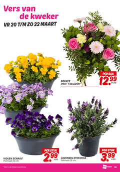  lavendel violen 15 20 22 23 25 vers kweker boeket vier seizoen bos schaal potmaat cm beschikbaar stuk 3.99 stoechas 