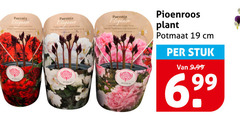 pioenrozenplant 19 elegance pioenroos plant potmaat cm stuk 