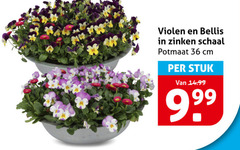  violen 36 bellis zinken schaal potmaat cm stuk 