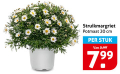 klik op dit plaatje voor een vergroting en voor vergelijkbare aanbiedingen gerelateerd aan
margrieten 20 struikmargriet potmaat cm stuk margrieten 20 struikmargriet potmaat cm stuk