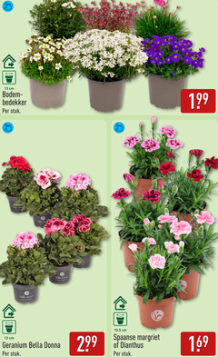  12 13 cm bodem bodembedekker stuk denne der bella davis geranium donna spaanse margriet dianthus 