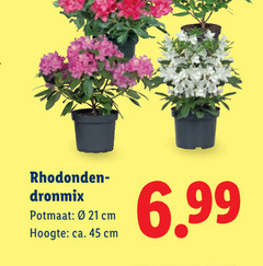  tuinplanten 45 potmaat cm hoogte ca. 