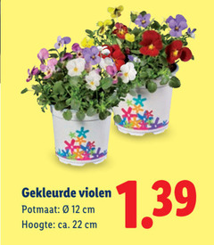  12 22 gekleurde violen potmaat cm hoogte ca. 