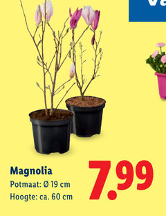  tuinplanten 60 magnolia potmaat cm hoogte ca. 