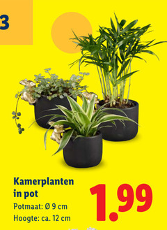  kamerplanten 12 pot potmaat cm hoogte ca. 