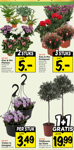  violen potchrysant 1 2 12 18 80 mix planten varen potmaat cm stuks perkgoed geranium fuchsia anjer margriet 10 5 3stuks hangpot stuk olijfboom stam hoogte 