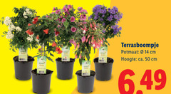 klik op dit plaatje voor een vergroting en voor vergelijkbare aanbiedingen gerelateerd aan
tuinplanten 50 potmaat cm hoogte ca. tuinplanten 50 potmaat cm hoogte ca.