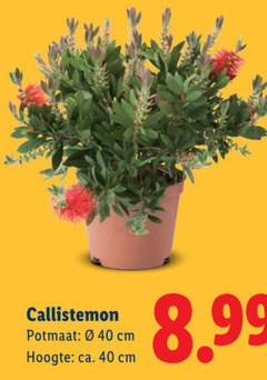 klik op dit plaatje voor een vergroting en voor vergelijkbare aanbiedingen gerelateerd aan
tuinplanten 40 potmaat cm hoogte ca. tuinplanten 40 potmaat cm hoogte ca.