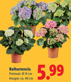 klik op dit plaatje voor een vergroting en voor vergelijkbare aanbiedingen gerelateerd aan
40 bolhortensia potmaat cm hoogte ca. 5.99 40 bolhortensia potmaat cm hoogte ca. 5.99