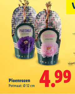  pioenrozenplant 12 paeonia pioenrozen potmaat cm 