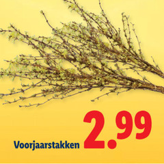  takkenbos voorjaarstakken 