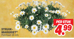 klik op dit plaatje voor een vergroting en voor vergelijkbare aanbiedingen gerelateerd aan
19 struik margriet potmaat cm stuk 4 99 19 struik margriet potmaat cm stuk 4 99