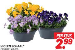  violen 23 schaal potmaat cm stuk 