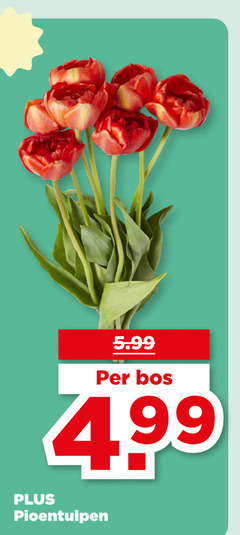 tulpen 5.99 bos pioentulpen 