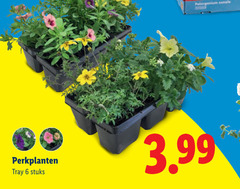 klik op dit plaatje voor een vergroting en voor vergelijkbare aanbiedingen gerelateerd aan
perkplanten 6 pelargonium outdoor tray stuks 3.99 perkplanten 6 pelargonium outdoor tray stuks 3.99