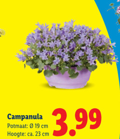  campanula 23 potmaat cm hoogte ca. 3.99 