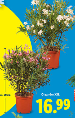  90 ca. cm oleander xxl 