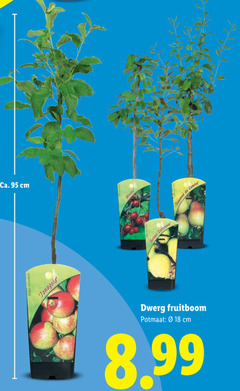  18 ca. cm golden du comic jonagold stella dwerg fruitboom potmaat 