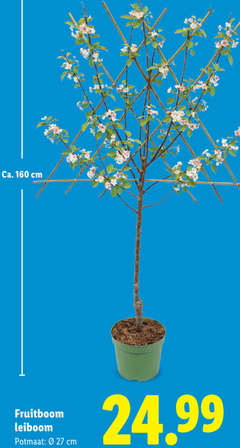  160 ca. cm fruitboom potmaat 