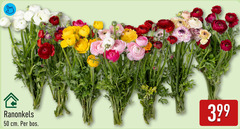 klik op dit plaatje voor een vergroting en voor vergelijkbare aanbiedingen gerelateerd aan
50 ranonkels cm bos 50 ranonkels cm bos