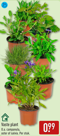 klik op dit plaatje voor een vergroting en voor vergelijkbare aanbiedingen gerelateerd aan
campanula vaste plant o.a. salvia stuk campanula vaste plant o.a. salvia stuk