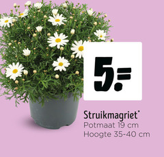  tuinplanten 5 19 struikmagriet potmaat cm hoogte 
