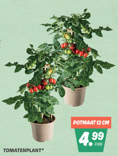  tomatenplant 12 potmaat cm 
