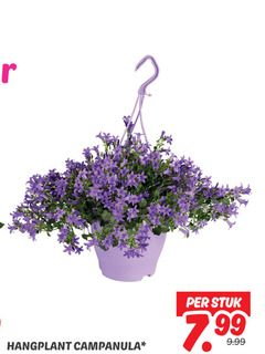  campanula 2 hangplant stuk 