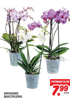  orchidee 12 multiflora potmaat cm 