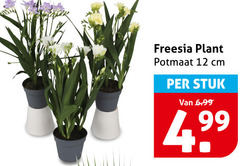  12 freesia plant potmaat cm stuk 
