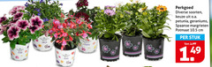  best petunia fuchsia verbena perkgoed soorten o.a. geraniums spaanse margrieten potmaat cm stuk 